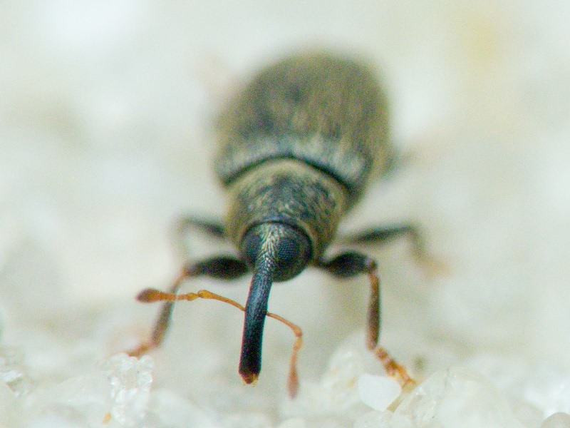 Acalyptus carpini (Fabricius, 1792)